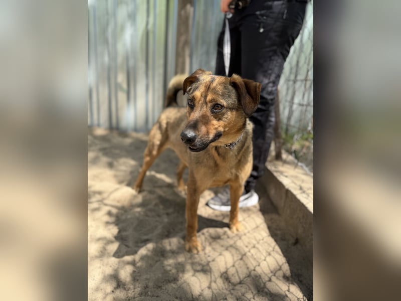 Prometeusz Sensibler Hund sucht Menschen mit Geduld und Herz
