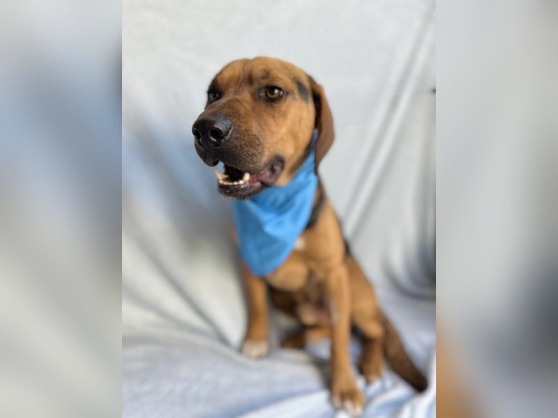 Ash - Sensibler Hundejunge sucht verständnisvolles Zuhause!