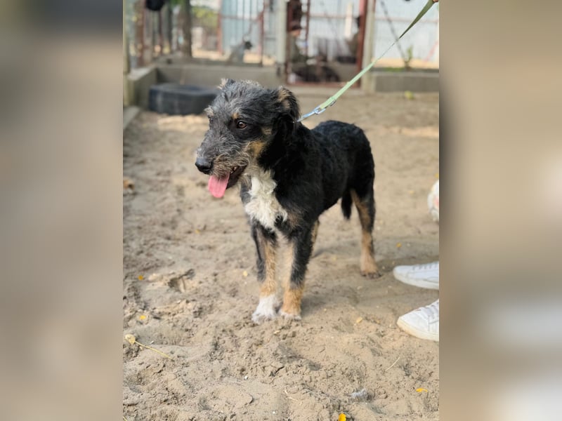 Merlin - Junger Hundebub sucht ein tolles Zuhause!