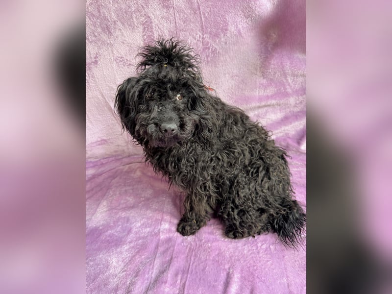 Valerie - Bezaubernde kleine Seele auf der Suche nach Geborgenheit!