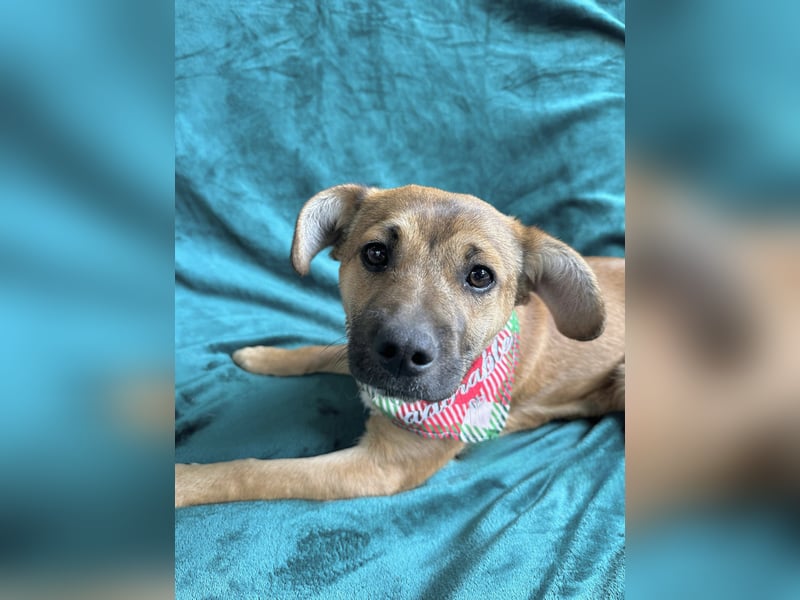 Jeremy - Lebensfroher Sonnenschein auf vier Pfoten sucht sein Zuhause