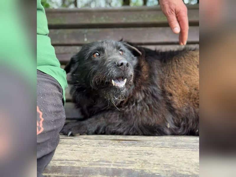 Arny -Leiser, sanfter Rüde auf der Suche nach einem sicheren Platz im Leben