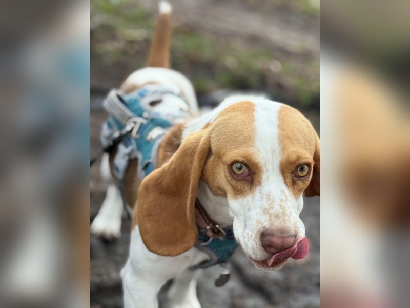 Pippa - Kleine Beagle-Mix Hündin sucht ein Zuhause