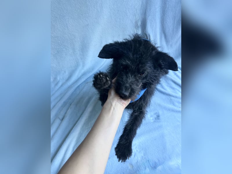 Birs - Fröhlicher Kuschelhund, der seine zweite Chance so sehr verdient hat!