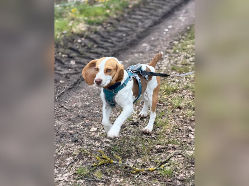 Pippa - Kleine Beagle-Mix Hündin sucht ein Zuhause