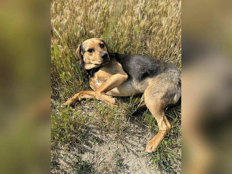 Rowan - Hübscher Hundebub sucht seine Familie!