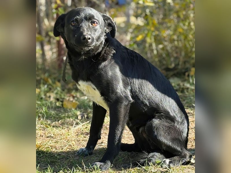 Ole -Sensibler Rüde auf der Suche nach seinem Für-Immer