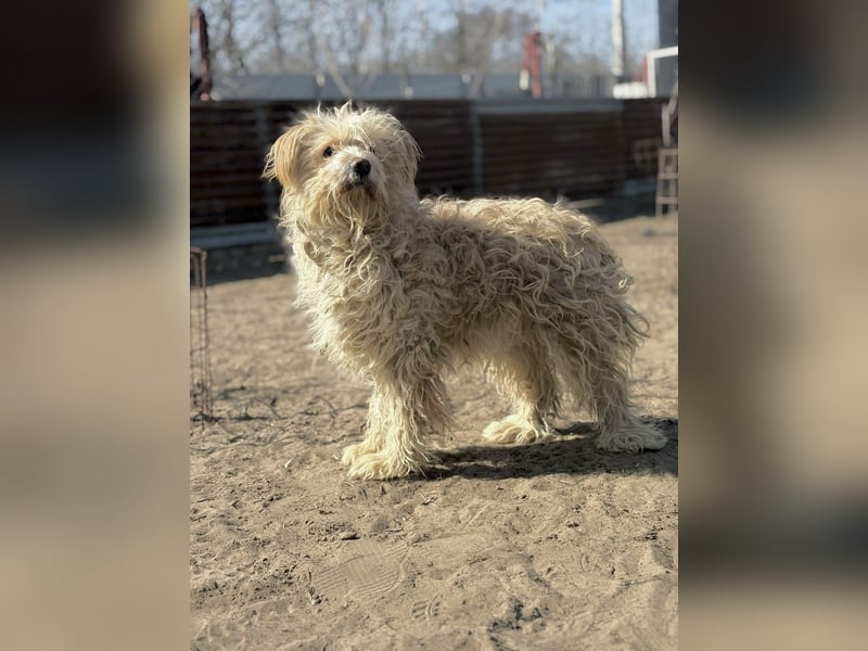 Floki - Zweier-Hunde-WG sucht liebevolle Familie!