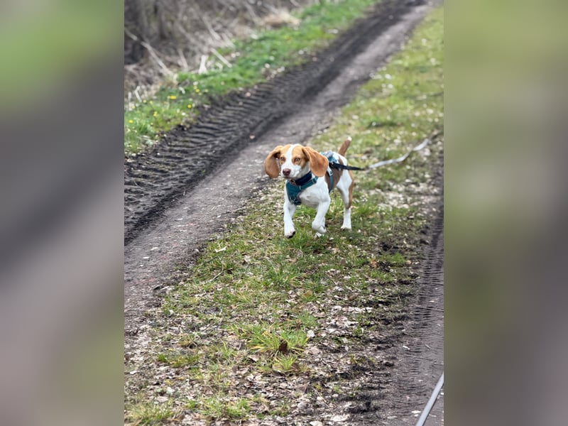 Pippa - Kleine Beagle-Mix Hündin sucht ein Zuhause