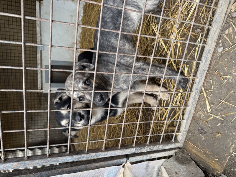 Villi - Junger Mischlingsrüde sucht seine Familie