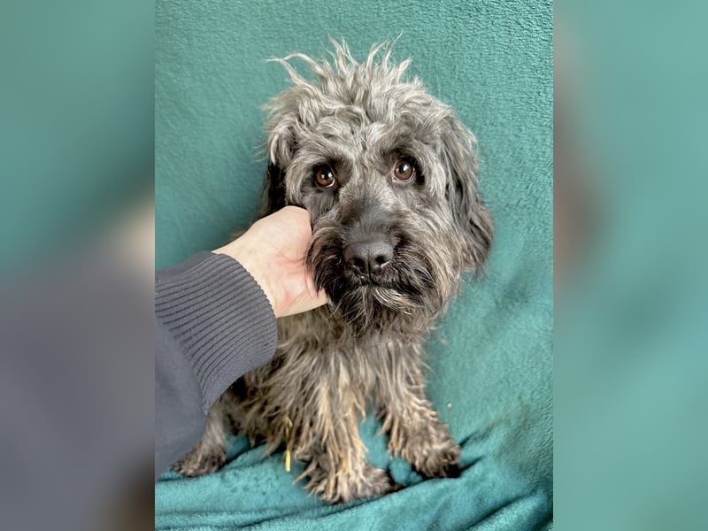 Ella - Sensible Hündin sucht einfühlsames Zuhause