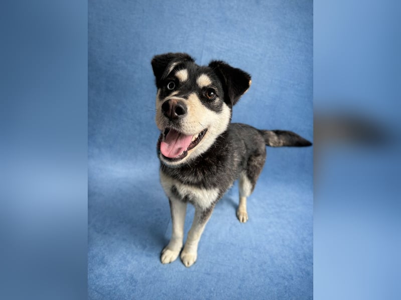 Timur (Trappista) - Menschenbezogener Wirbelwind sucht sein Zuhause