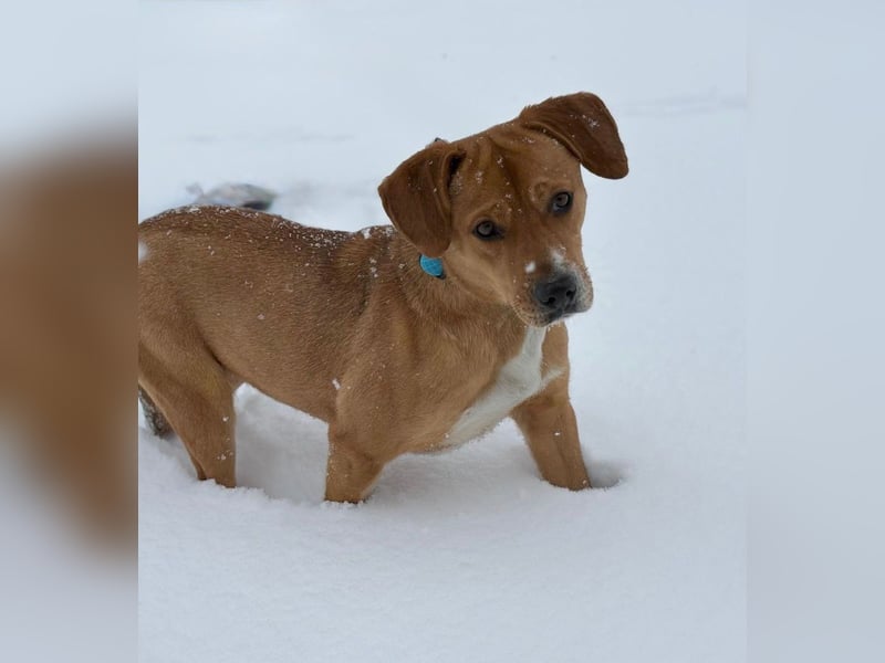 Gemma -Sanfte Seele sucht liebe Menschen