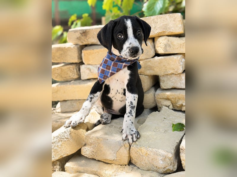 Onyx Fröhlicher kleiner Welpe sucht sein Für-Immer-Zuhause!