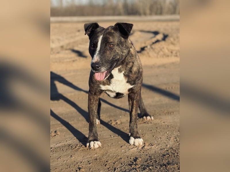 Hardin Fröhlicher, aktiver Traumhund sucht seine Menschen
