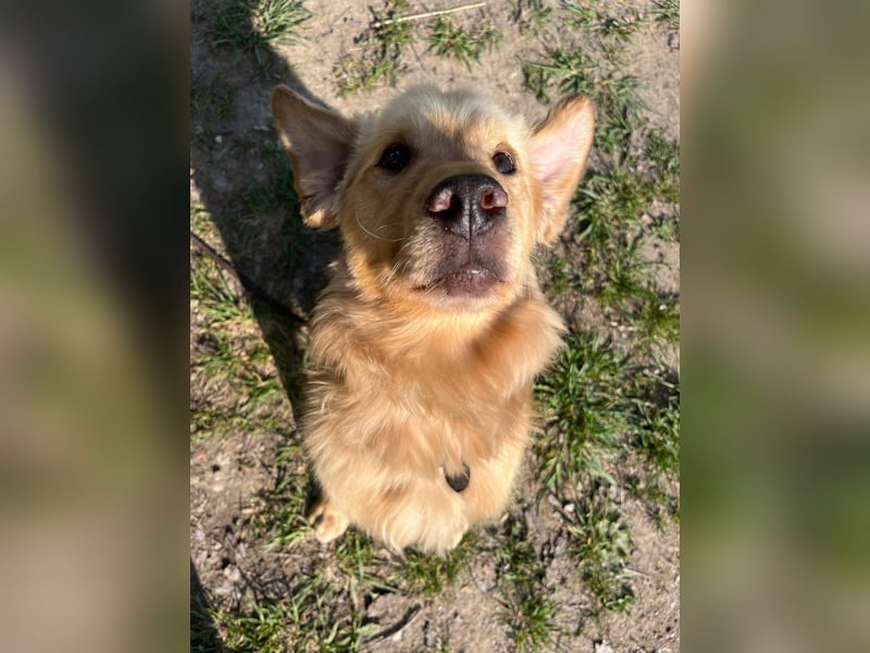 Chopper - selbstbewusster Goldie-Mix sucht seine Familie *in 86685 Huisheim*