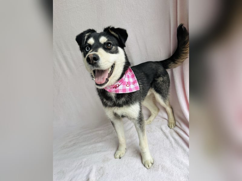 Timur (Trappista) - Menschenbezogener Wirbelwind sucht sein Zuhause