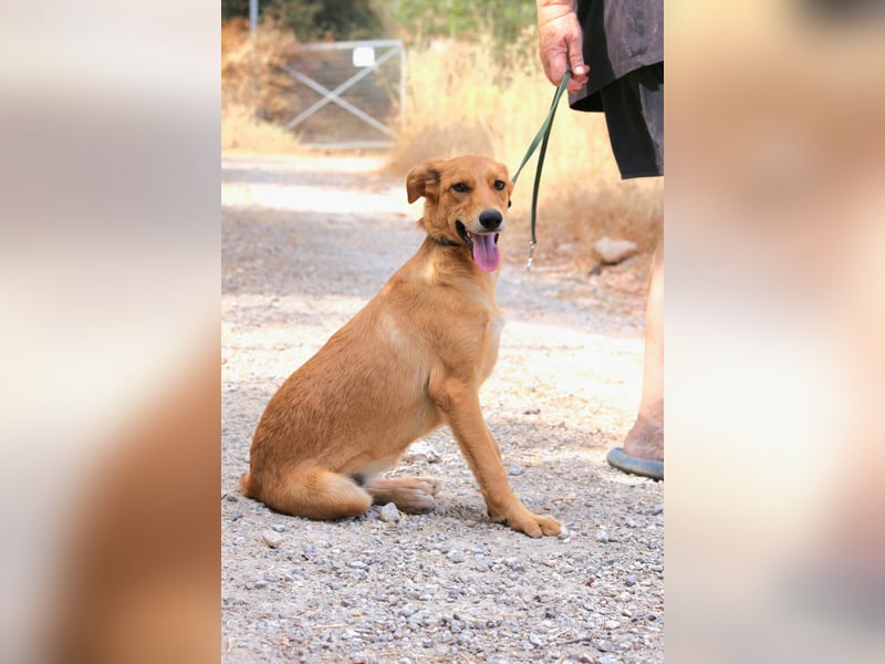 Ayla - Lebesnfrohes Hundemädchen sucht ihr Für-immer-Körbchen
