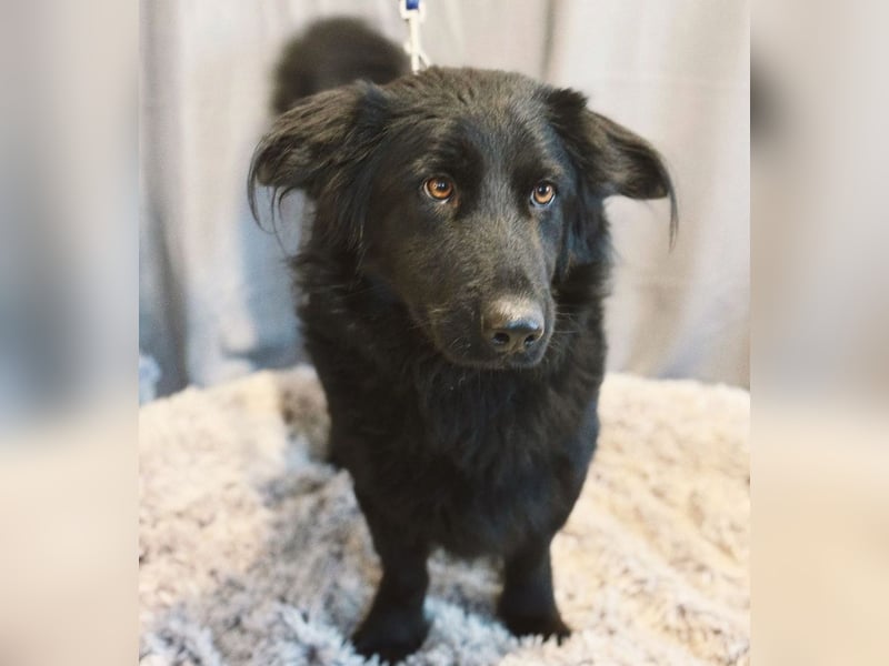 Peter Pan -Tapfere Seele auf vier Pfoten