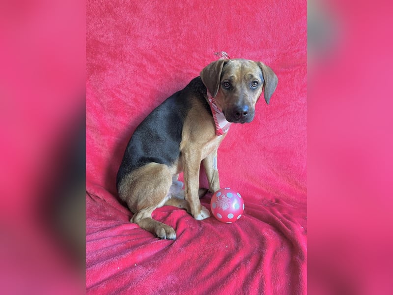 Ash - Sensibler Hundejunge sucht verständnisvolles Zuhause!