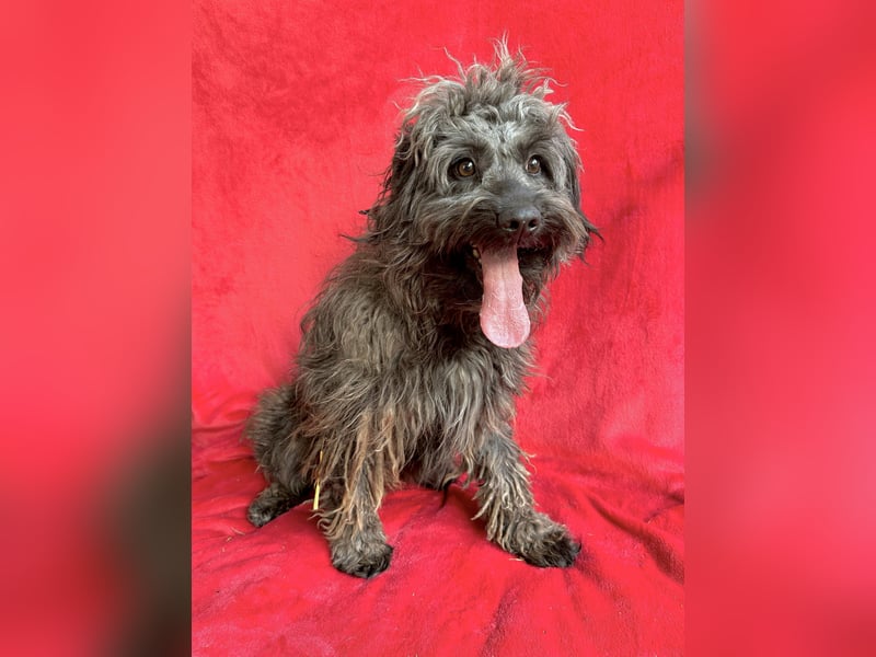 Ella - Sensible Hündin sucht einfühlsames Zuhause