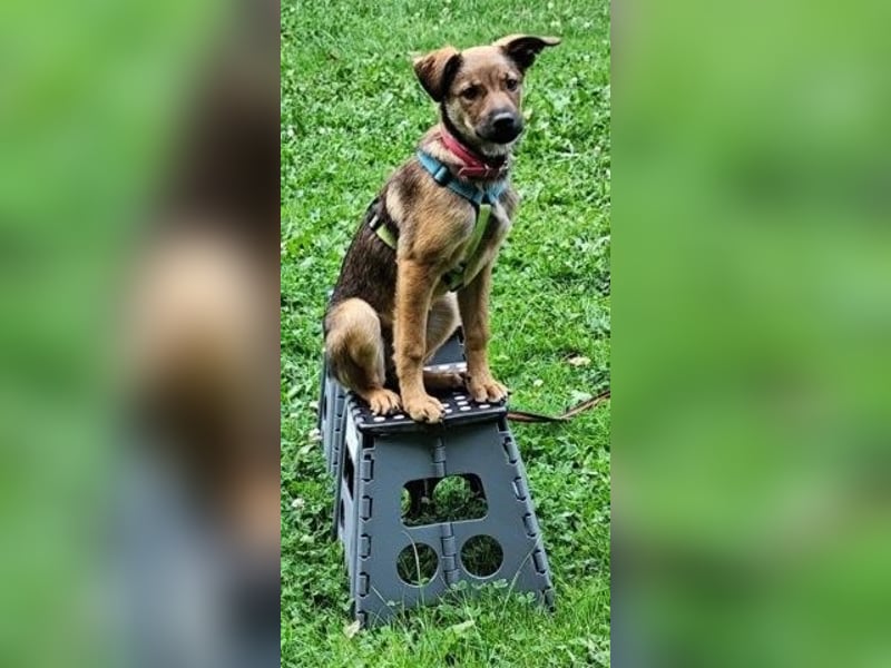 Munteres Welpenmädchen Adela - sucht aktives Zuhause