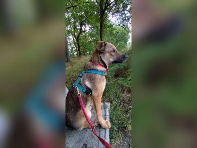 Munteres Welpenmädchen Adela - sucht aktives Zuhause