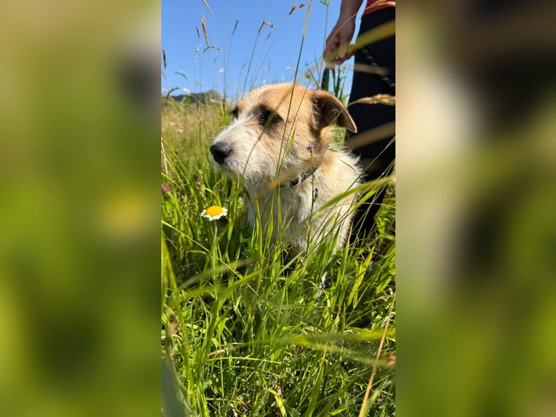 Korizza - Liebes schönes Hundemädchen sucht ihre Menschen
