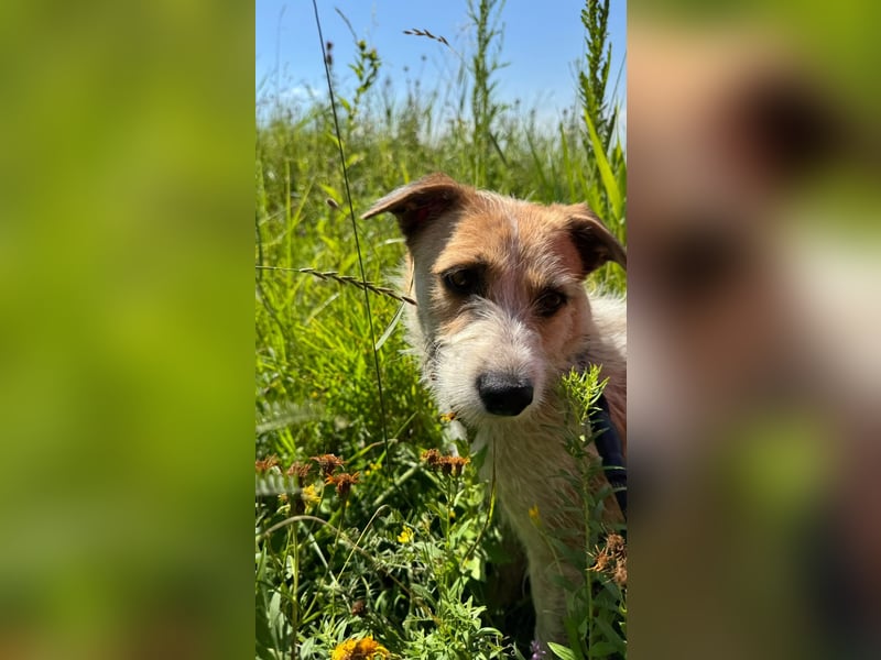 Korizza - Liebes schönes Hundemädchen sucht ihre Menschen