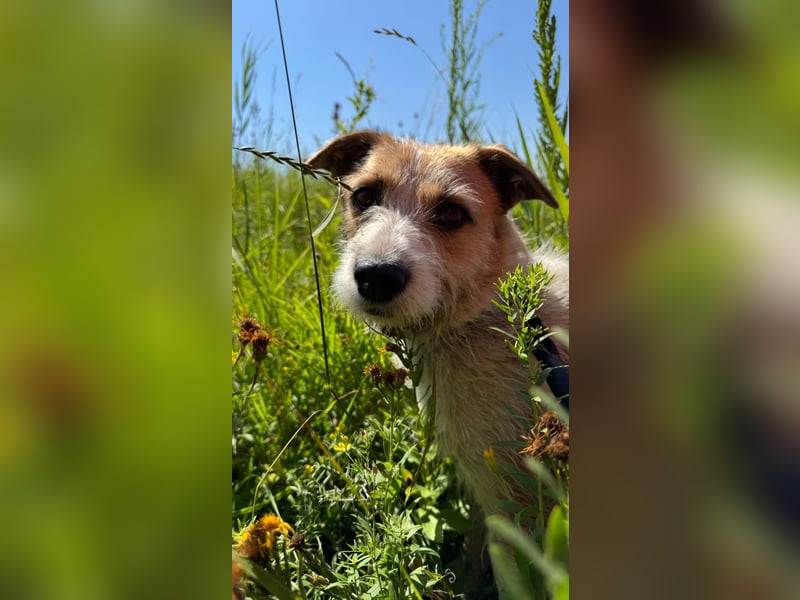 Korizza - Liebes schönes Hundemädchen sucht ihre Menschen