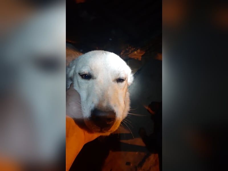 Bella - die weisse Schönheit