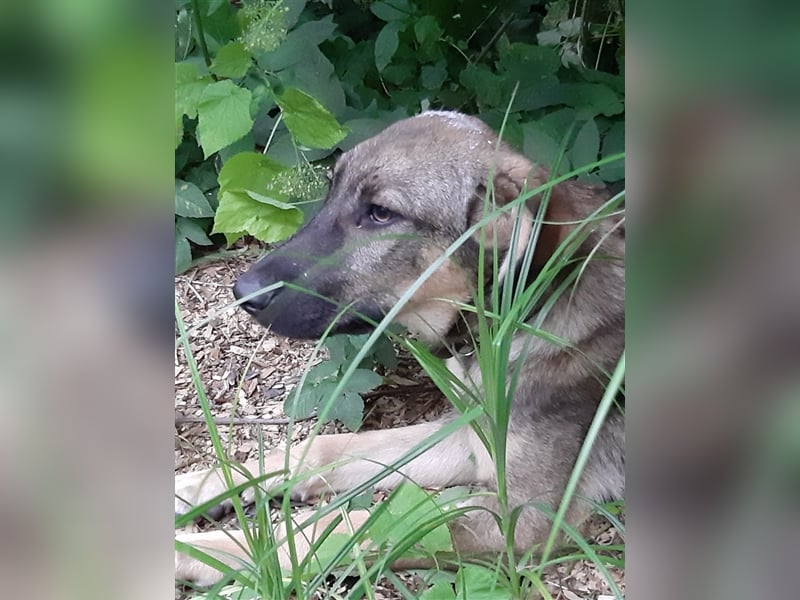 Willst du Daria ein Zuhause schenken??? 