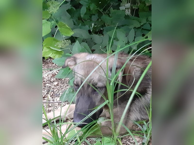 Willst du Daria ein Zuhause schenken??? 