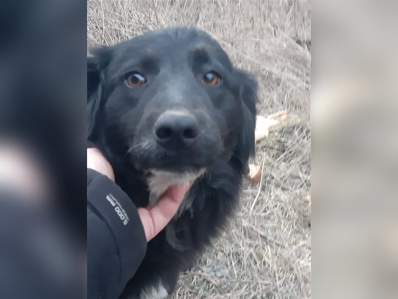 Chica sucht ihre Menschen