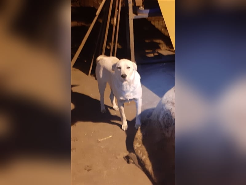 Bella - die weisse Schönheit