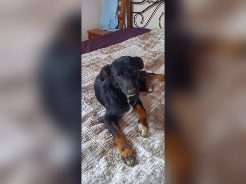 Ein hübscher Kuschelbär sucht ein Kuscheltier Körbchen