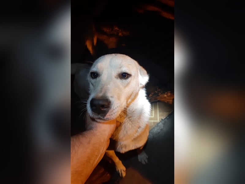 Bella - die weisse Schönheit