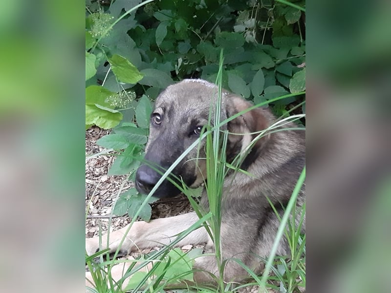 Willst du Daria ein Zuhause schenken??? 