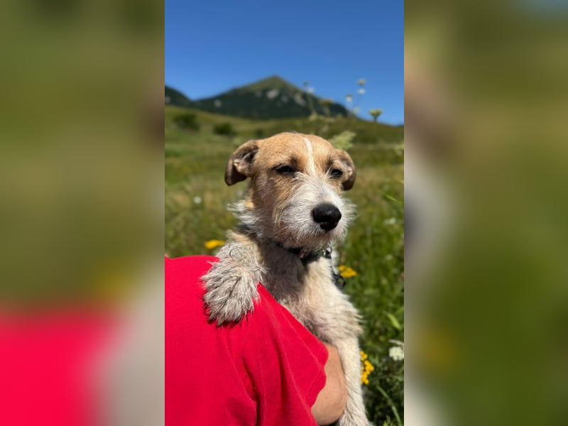 Korizza - Liebes schönes Hundemädchen sucht ihre Menschen