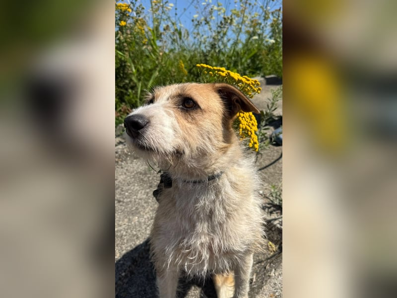 Korizza - Liebes schönes Hundemädchen sucht ihre Menschen