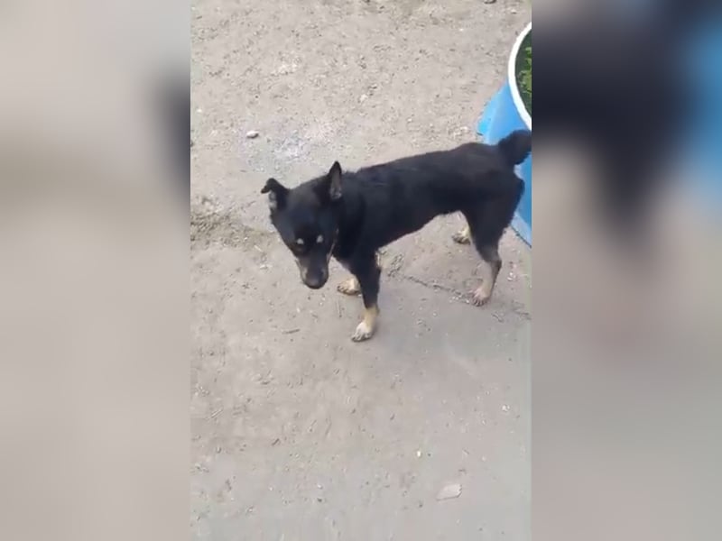 Azur sucht sehnsüchtig seine Menschen