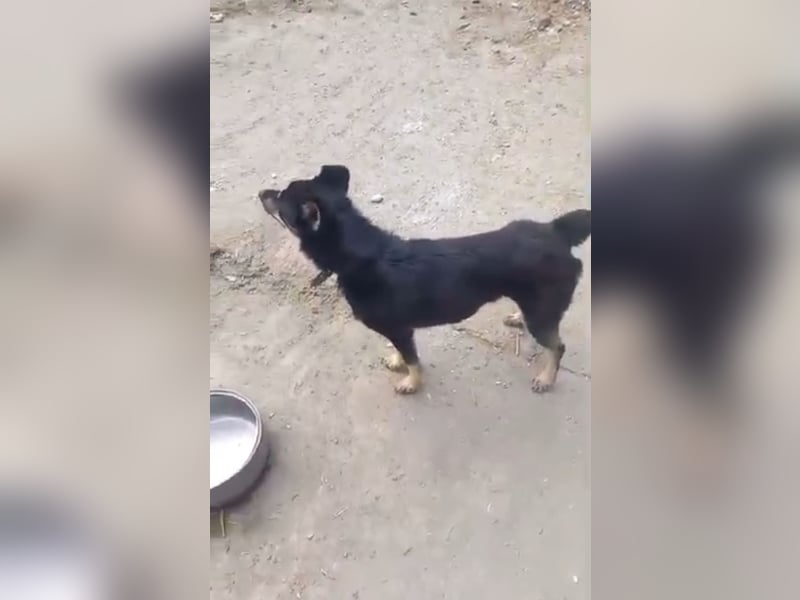 Azur sucht sehnsüchtig seine Menschen