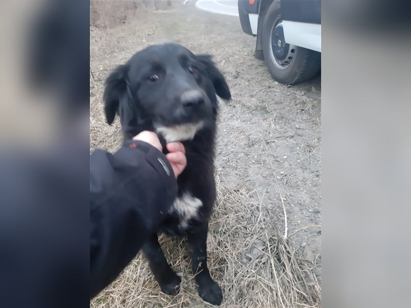 Chica sucht ihre Menschen