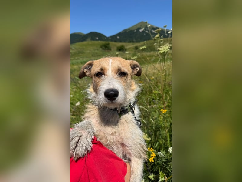 Korizza - Liebes schönes Hundemädchen sucht ihre Menschen