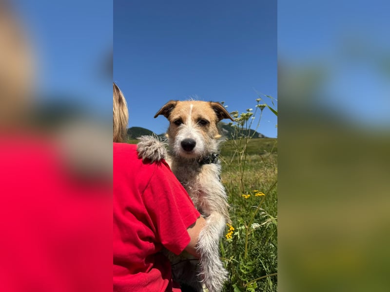 Korizza - Liebes schönes Hundemädchen sucht ihre Menschen