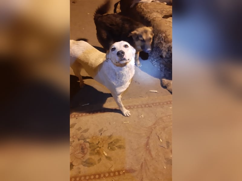 Bella - die weisse Schönheit