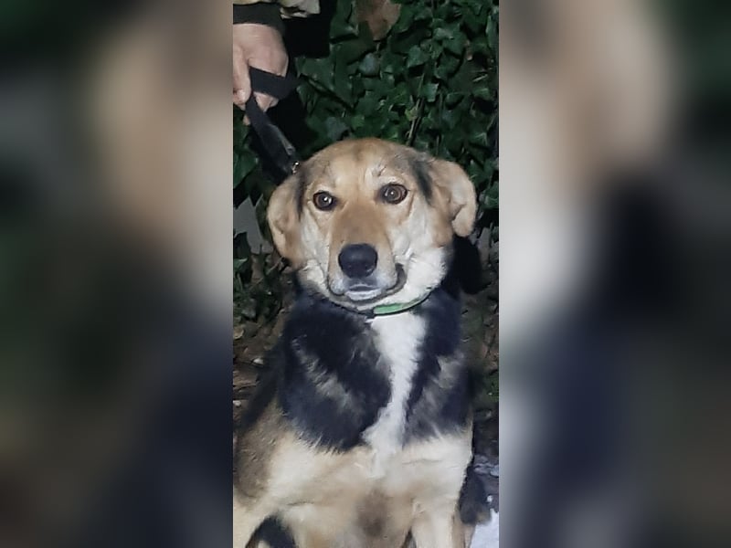 Laska – ein Herz voller Dankbarkeit und Liebe