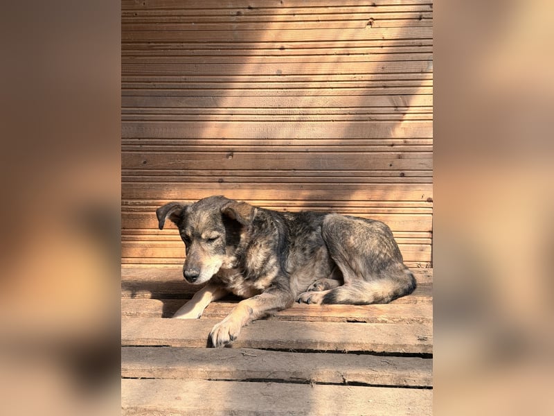 Vanessa - sucht Hundeflüsterer