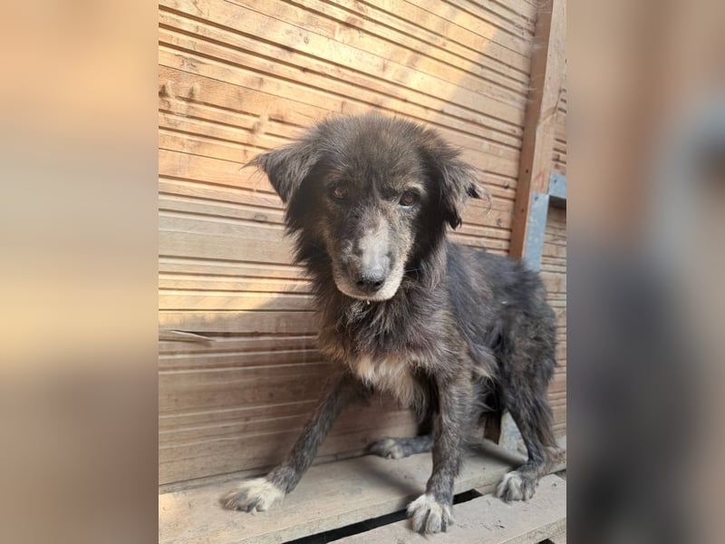Charlotte - reizende Hundeomi