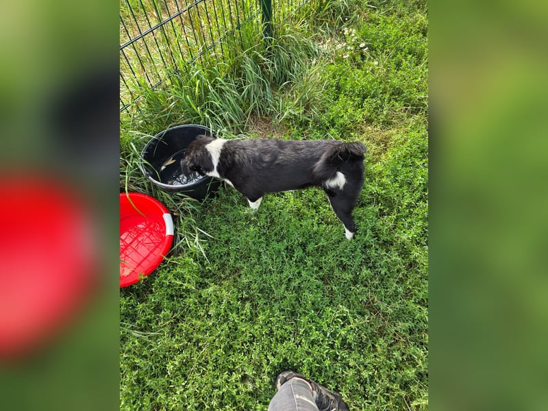 Lola - unternehmungslustig